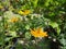 Yellowâ€‹ Sulfur CosmosÂ flowerâ€‹ plantâ€‹